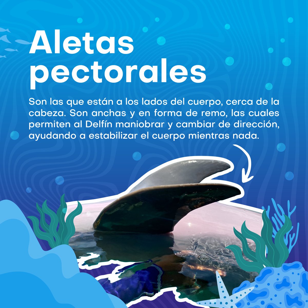 Dolphin Discovery tweet media