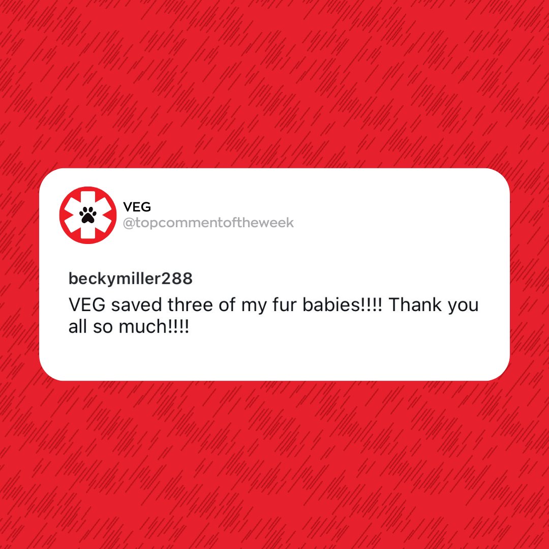 VEGERforpets's tweet image. @beckymiller288 We love them as if they were our own! We hope you never have to visit us again, but we&apos;re always here for you and your fur babies. ❤️

#VEGolution #VEGcommunity #pethospital