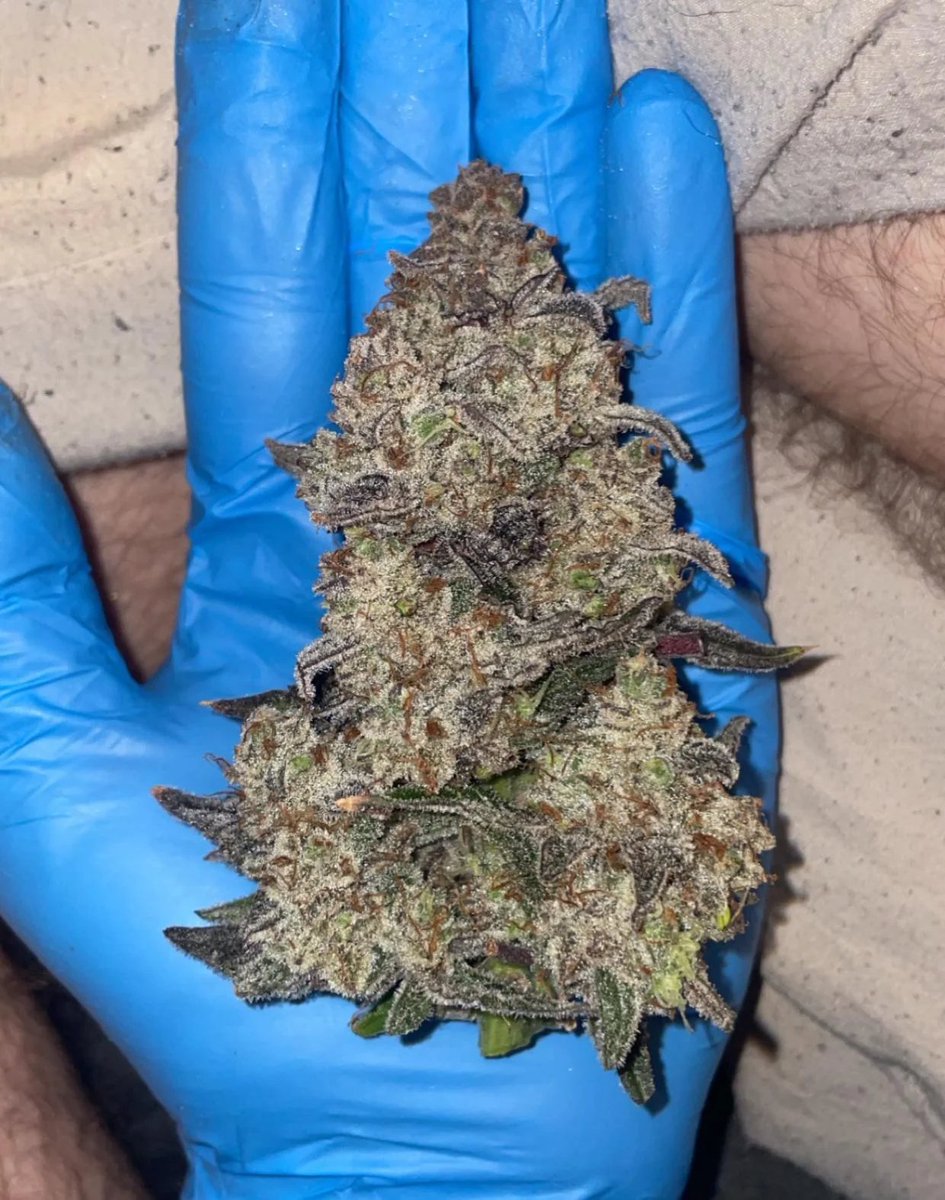 Blueberry Pie Oreoz

BPO is a delectable mix of MephistOreoz and Toof Decay. She has a unique blend of sweet blueberry and earthy tones. Expect color plants and rock hard nuggs.

All Oreoz crosses are still 20% off for BF.

📷🌱: u/manufacturereast2583