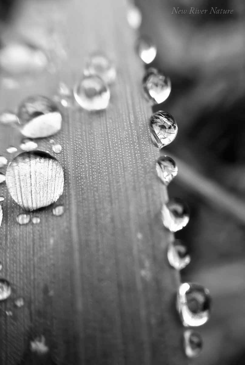 KerriFar's tweet photo. "Art is a form of supremely delicate awareness..." - D. H. Lawrence - #bnw #bnwsaturday #NewRiverNature #NatureInBNW #NaturePhotography #Macro #MacroPhotography #naturelovers https://t.co/0tTerePRNm