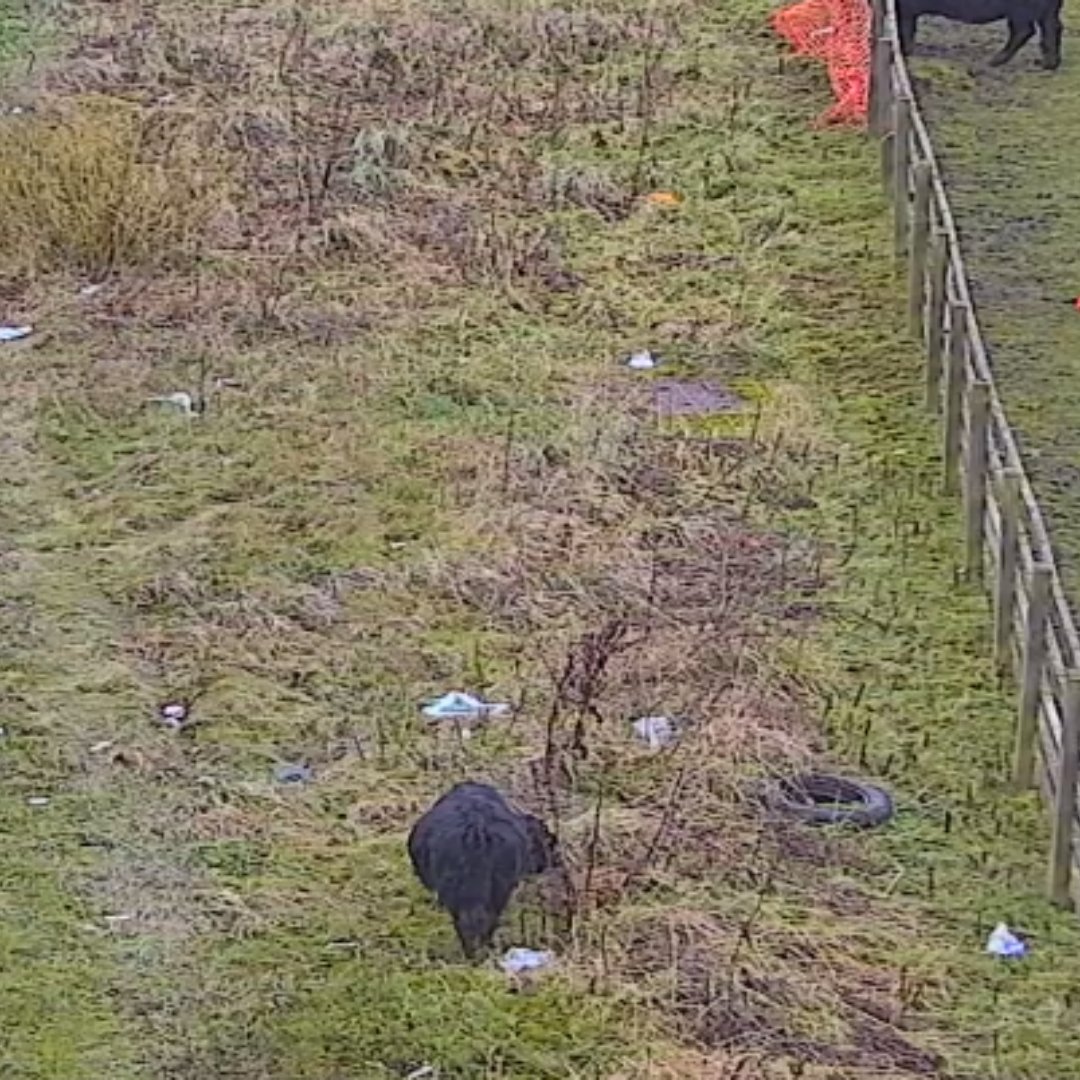trafficscotland's tweet image. Udderly Unbelievable...!

We once again have a cow moooving on the #M8 near Harthill this afternoon❗  

#ApproachWithCaution