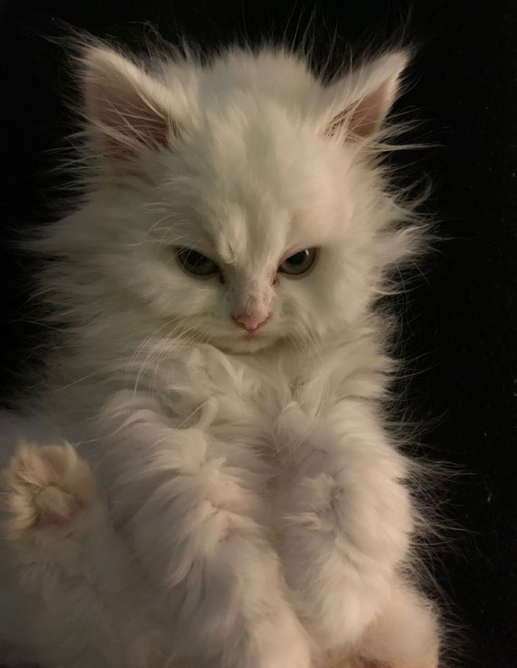 Posts Of Cats (@postsofcats) on Twitter photo 