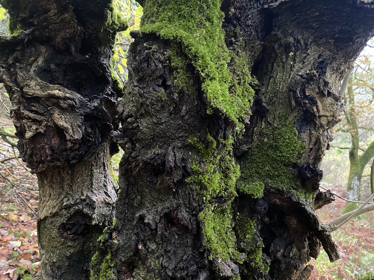 The gnarled trunk of an old hazel tree in #PigwiggenWood.
Hazel is an ancient tree of knowledge Carry a hazelnut for protection and poetic inspiration.
#treelore