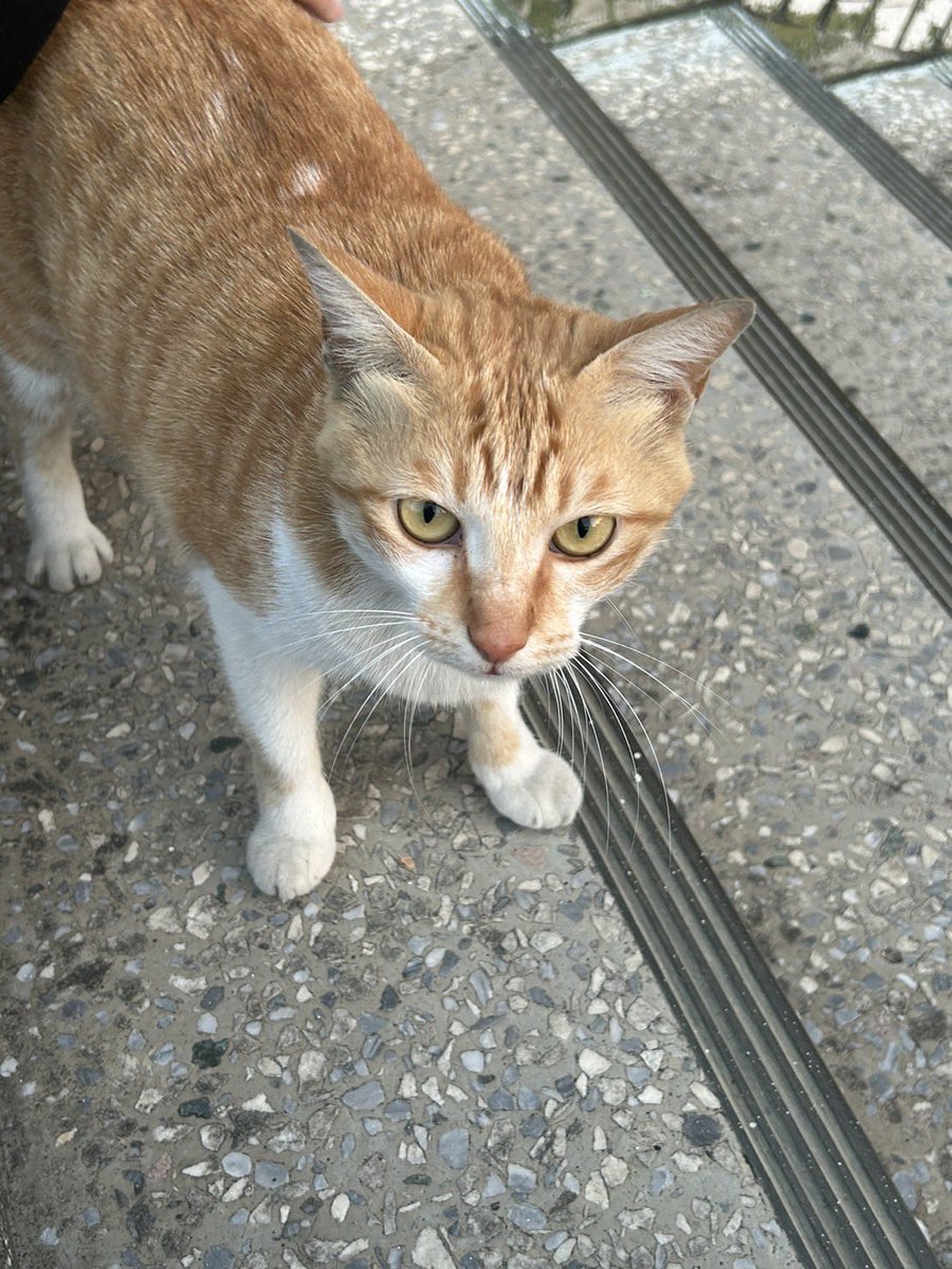 TAMARA_1328's tweet photo. 你好，名字是“阿” 但也可以叫我狐狸or狐
日常就是听歌 读书 发颠，话 超 级 多！
女的 只喜欢女的 有个猫咪女朋友叫奶油
还有一个叫陈铁蛋的逆子
底下是我的推歌楼 如果你也喜欢 你很有品👍🏻✨ https://t.co/klW4hMGLkP