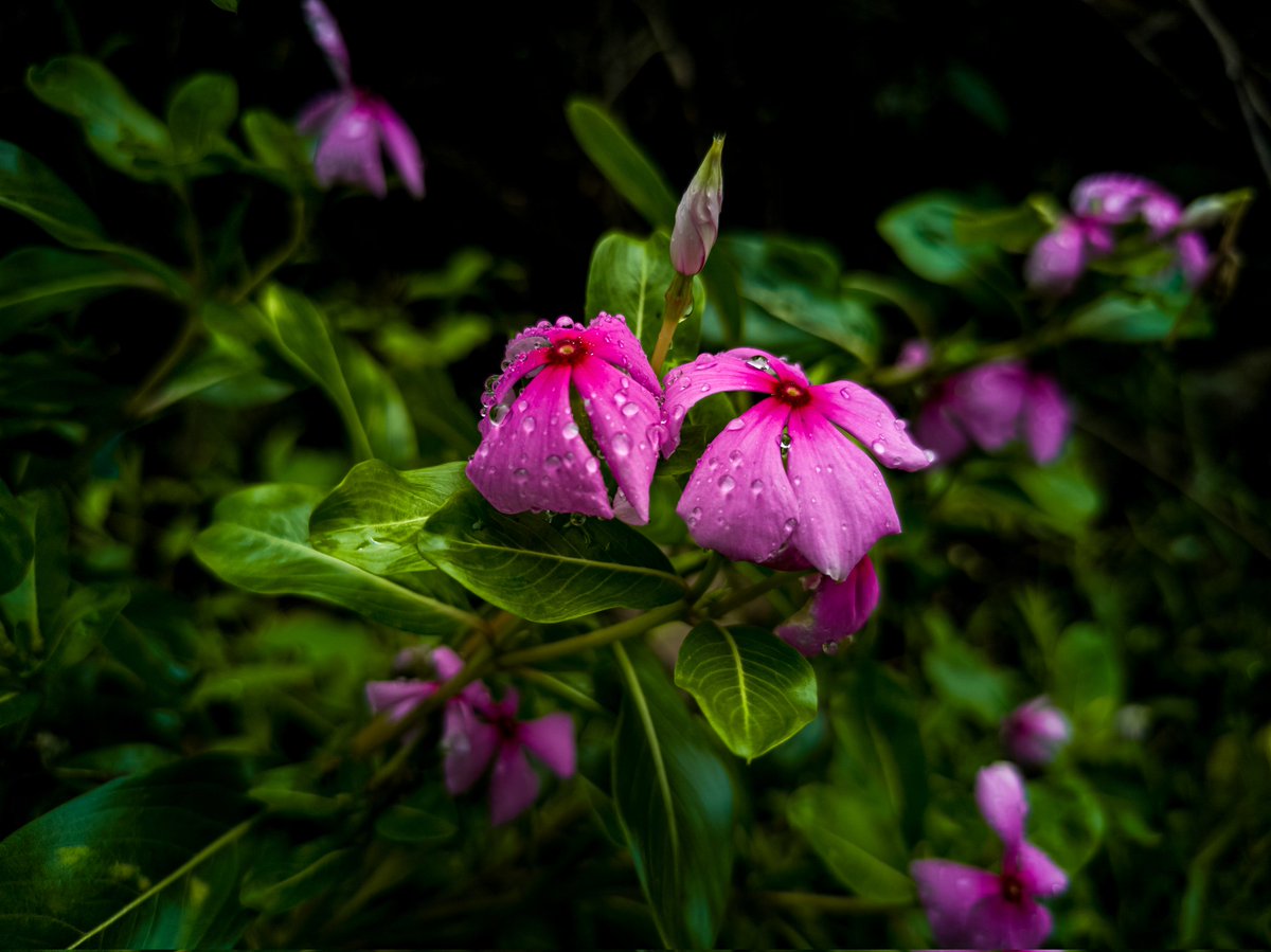 iamitpal101's tweet image. Your phone is enough..  

#mobilephotography #promode