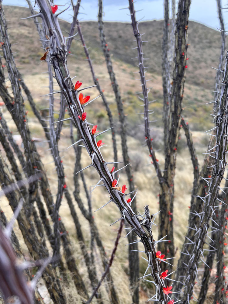 VisitAlpineTX's tweet photo. Congratulations to #AlpineTXphotocontest Winner of the 2024 Twin Sisters Award
“Hearts Grow Wild” by Rachael Hurst

See more great photos at https://t.co/2EApnckjF4
#alpinetexas #alpinetx #ᴛᴇxᴀsᴛᴏᴅᴏ https://t.co/DTtHlLGzAt