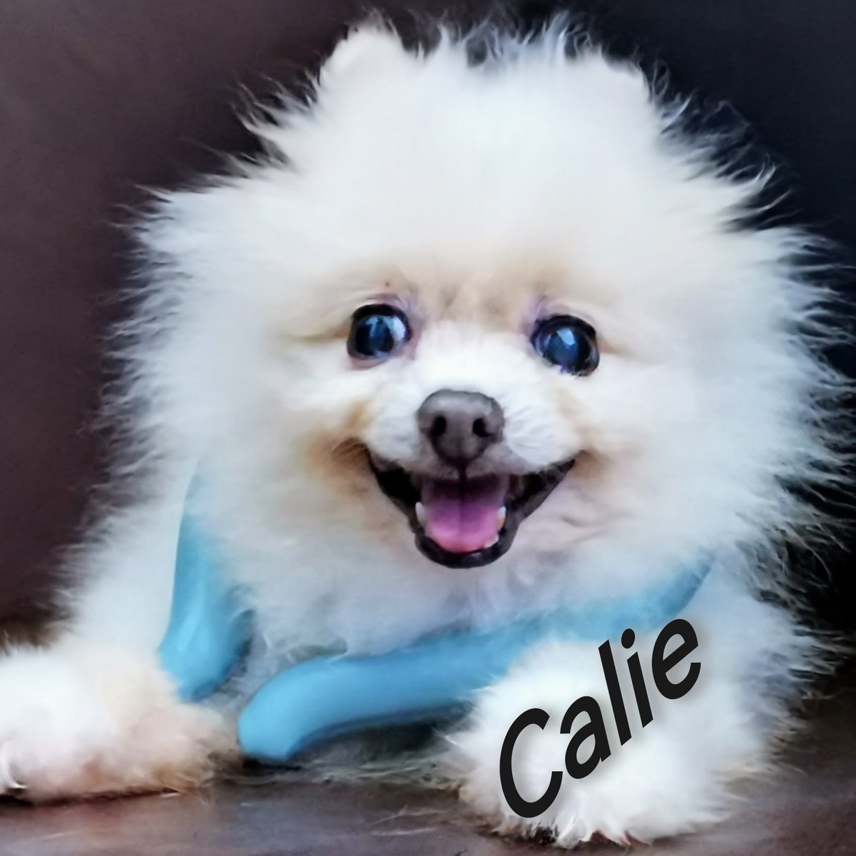 _xiaozhou's tweet photo. @CalieMeme 
Now 15% raised https://t.co/IebLYO08BU