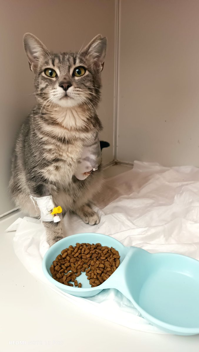 Adana'da kısır,karma,kuduz aşısı,iç dış parazitleri yapılmış.2 kez ameliyat oldu ayağını kesmek zorunda kalındı,dışarıda yapamaz,yuva arıyoruz.