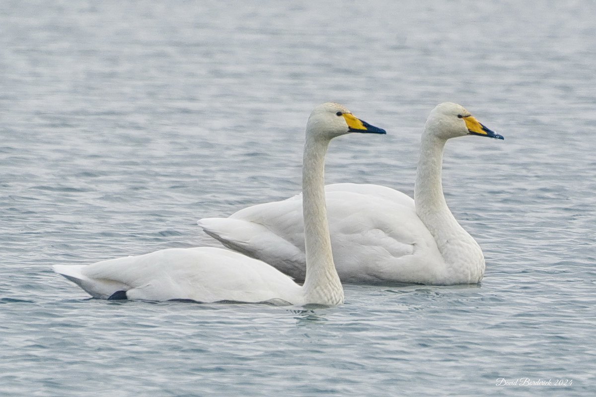 David Borderick (@daveborderick) on Twitter photo Whooper Swan on West Scrape at RSPB Minsmere this morning. <a href="/RSPBMinsmere/">RSPB Minsmere 🌍</a> <a href="/RSPBEngland/">RSPB England</a> <a href="/Natures_Voice/">RSPB</a> <a href="/SuffolkBirdGrp/">Suffolk Bird Group</a> <a href="/BTO_Suffolk/">BTO Suffolk</a> Whooper Swan on West Scrape at RSPB Minsmere this morning. <a href="/RSPBMinsmere/">RSPB Minsmere 🌍</a> <a href="/RSPBEngland/">RSPB England</a> <a href="/Natures_Voice/">RSPB</a> <a href="/SuffolkBirdGrp/">Suffolk Bird Group</a> <a href="/BTO_Suffolk/">BTO Suffolk</a>