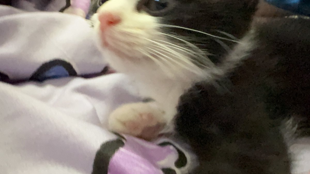 不失眠 tweet media