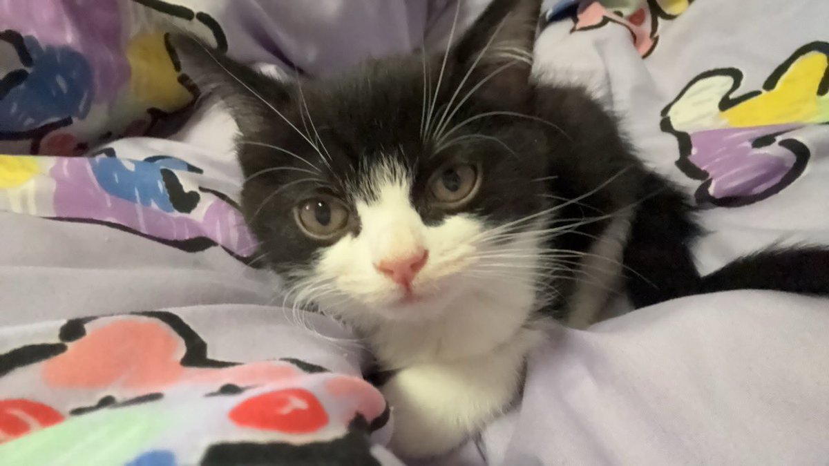 不失眠 tweet media