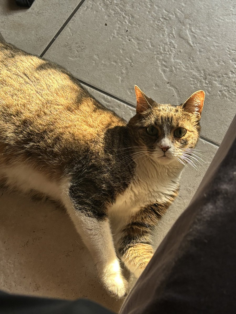 ItsHawkks's tweet image. Deciding not to be a lurker anymore. Time to introduce myself.
• My name is Frank
• OSRS!! League (bronze), Tarkov, CS2 (7k+), Val (gold), among other things
• My cat is better than yours. Don’t @ me
• 27
•He/Him

#Leaguetwt #gamingtwt #OSRStwt