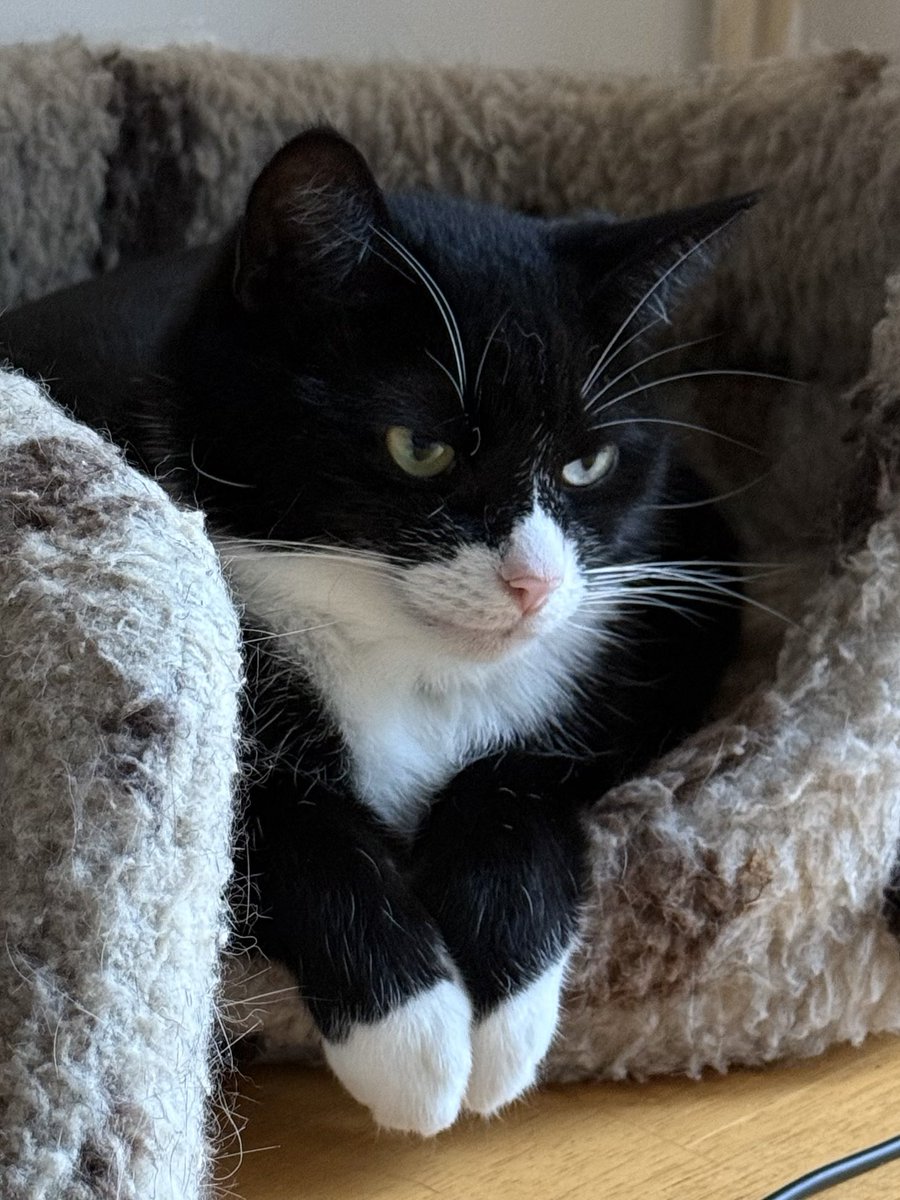 TimCootes's tweet photo. Happy Caturday 
#Caturday #Cat #catsofX 
@RolfatWarwick @TreasuryMog @SimonsCat https://t.co/zDXuj9zvqj