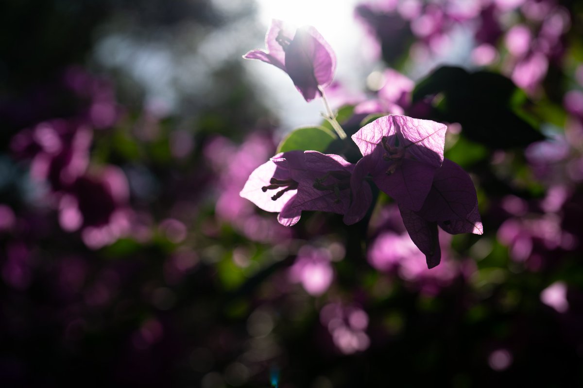 Alex Liu (@parabear) on Twitter photo 