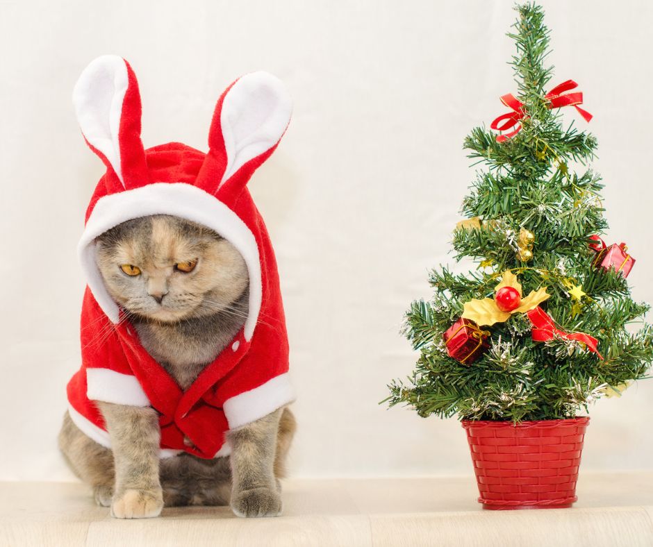 SurreyCareTrust's tweet photo. How many of you are going to put your Christmas Decorations up this weekend?
Mixed opinion in our teams at SCT, but our social media guru (me) can barley hold the excitement in!
For cat lovers out there, good luck!
#DecoratingForChristmas #CatLovers https://t.co/CNuHrFg1Rm