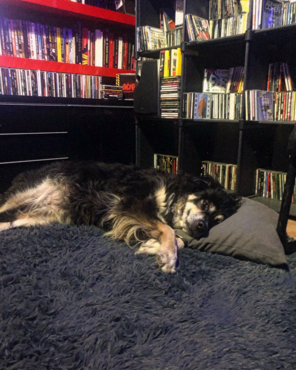 E tu dormi, dormi
Ora i tuoi sogni volano
E tu dormi, dormi
Mentre i tuoi occhi sorridono…
#Pearl ❤️🐶