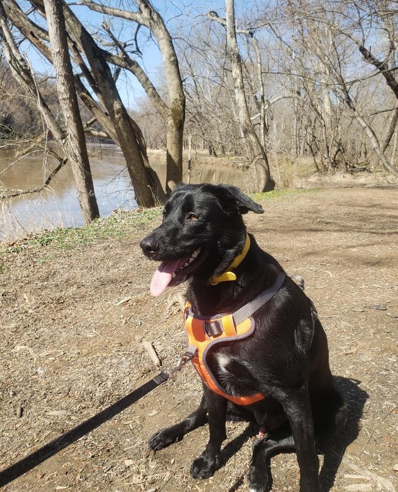 Pant_and_Wag's tweet image. Lewis (aka Cool Lew, Mr. Lew, Big Lew, Sir Lewy) loves taking hikes at different parks all around the DC metro area. 

#DogRunning #PantAndWag #dogrunner #dogfitness #doghikes #dogadventures #georgetowndogs #dogsofgeorgetown #dcdogs
