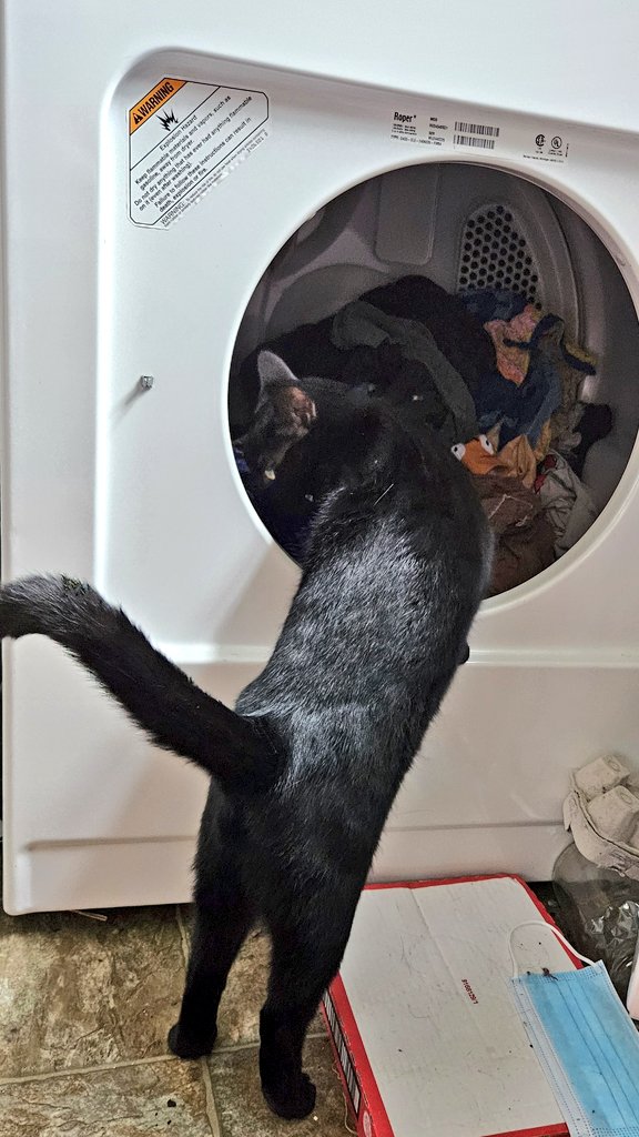 🐱🐈(➕🐈‍⬛) tweet media