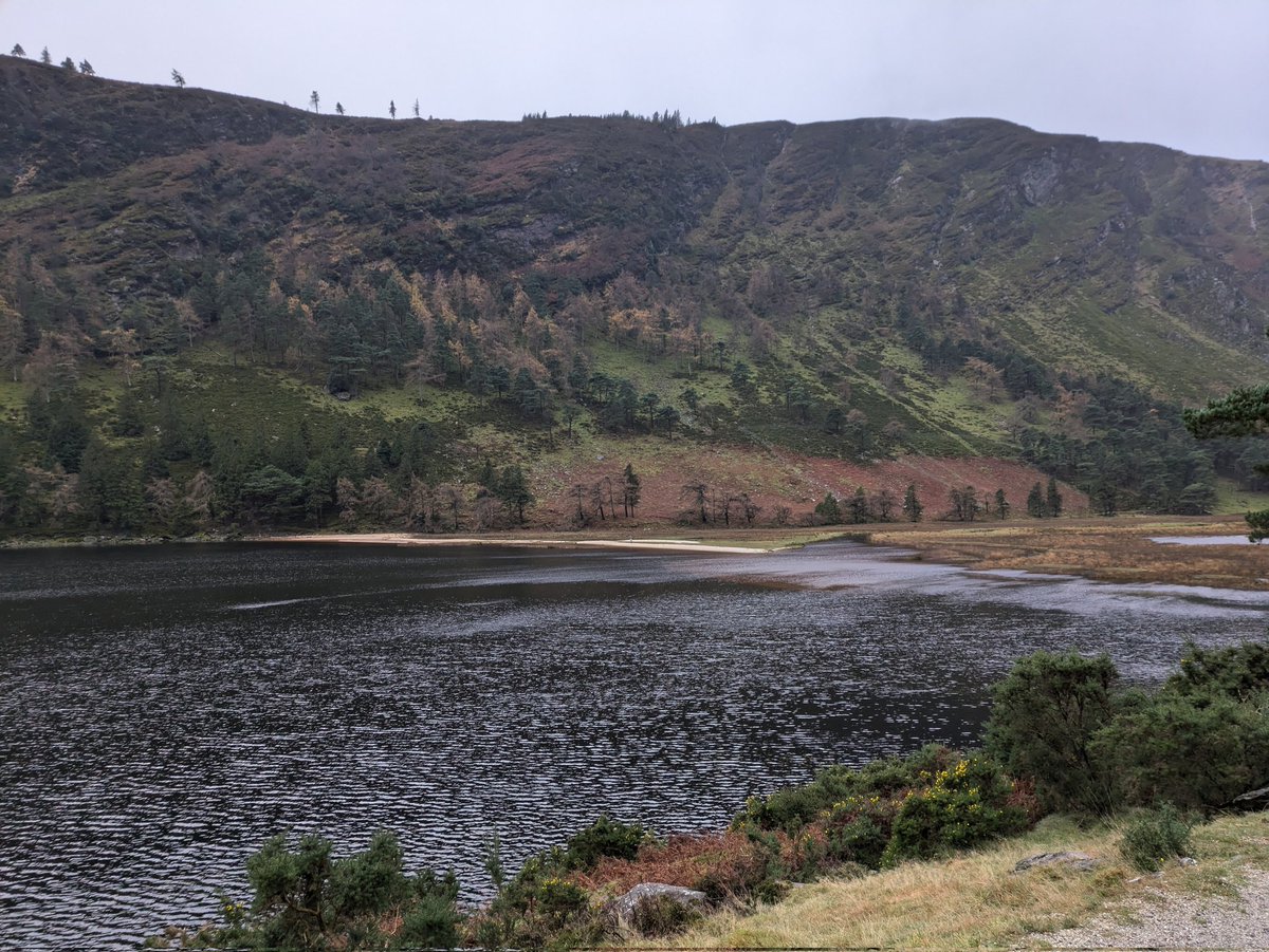 Glendalough, Co. Wicklow. Wet weather, but still a very enjoyable place to visit. Not much botanising this time, but plenty of Gorse (Ulex europaeus) and plenty of ferns to admire along the way, with the beautiful scenery! Nice way to celebrate my MSc viva!
