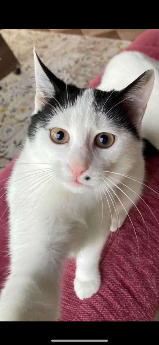 o perçemin , o benin güzelliği şaka mı… uzun zamandır böyle bir güzellik görmemiştim.😭✨