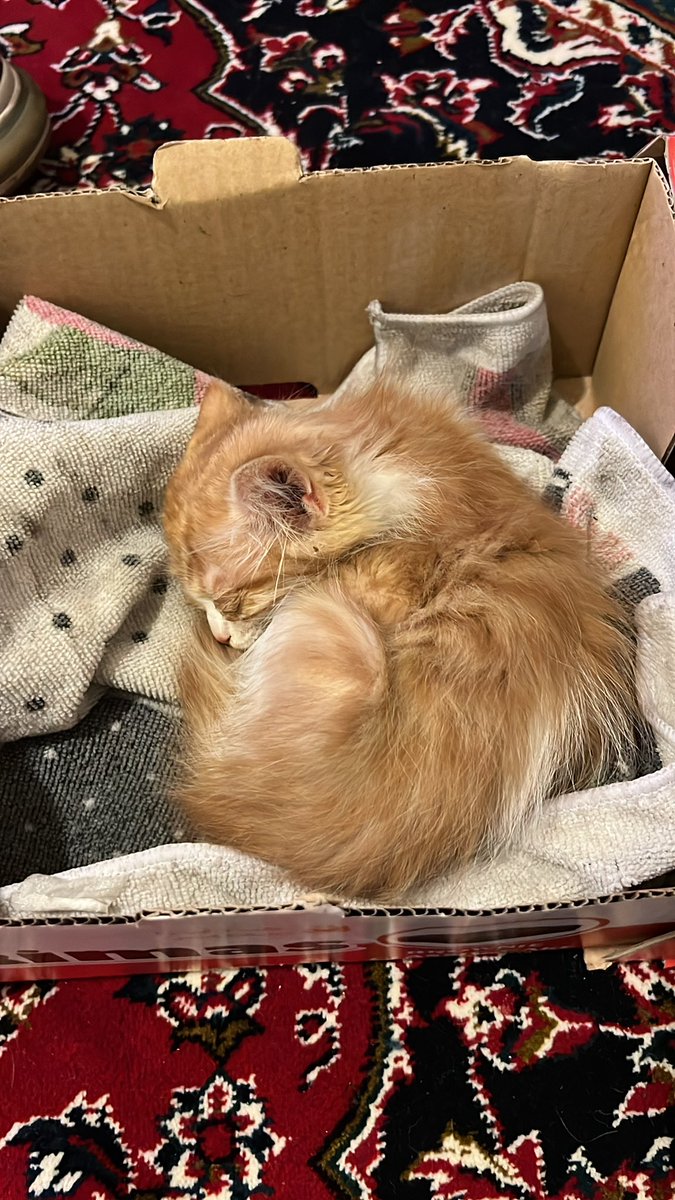 lines2002's tweet photo. @GhinaNahfawi @Rulaelhalabi @paolarebeiz @saydehnawwar Hi Ghina, I found this kitty in ferzol -  Bekaa. I bring it home but I’m allergic can’t keep it if you can help https://t.co/PqwkxJ9sFO