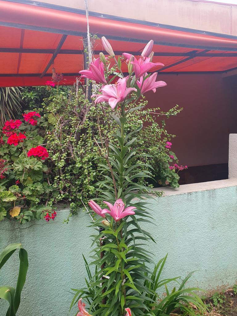 Jacky_2747's tweet photo. En el jardín de #Ella💖 éstas se dan asi: grandes, hermosas, vistosas... están contentas con la 🖐 mano que las cuida #deSara💖 #Jardindemamá✨️ 🙌 https://t.co/i8zGFQ0FoA