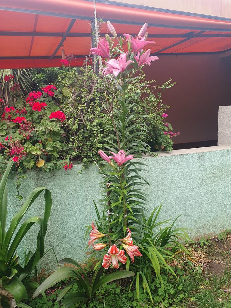 Jacky_2747's tweet photo. En el jardín de #Ella💖 éstas se dan asi: grandes, hermosas, vistosas... están contentas con la 🖐 mano que las cuida #deSara💖 #Jardindemamá✨️ 🙌 https://t.co/i8zGFQ0FoA