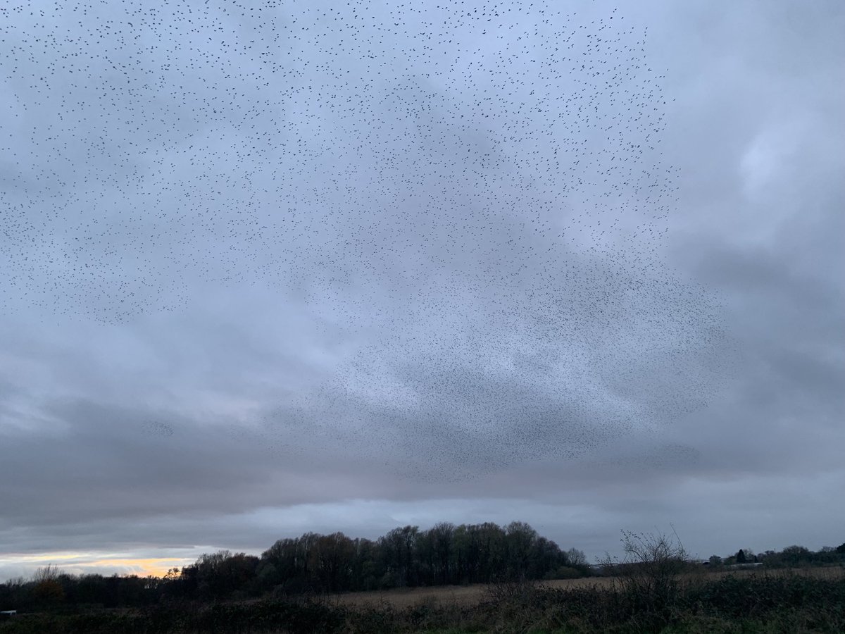 PereginKeith's tweet photo. Just amazing. ⁦@WKWT⁩ They just kept arriving. #Murmaration https://t.co/h1fjivgw6e