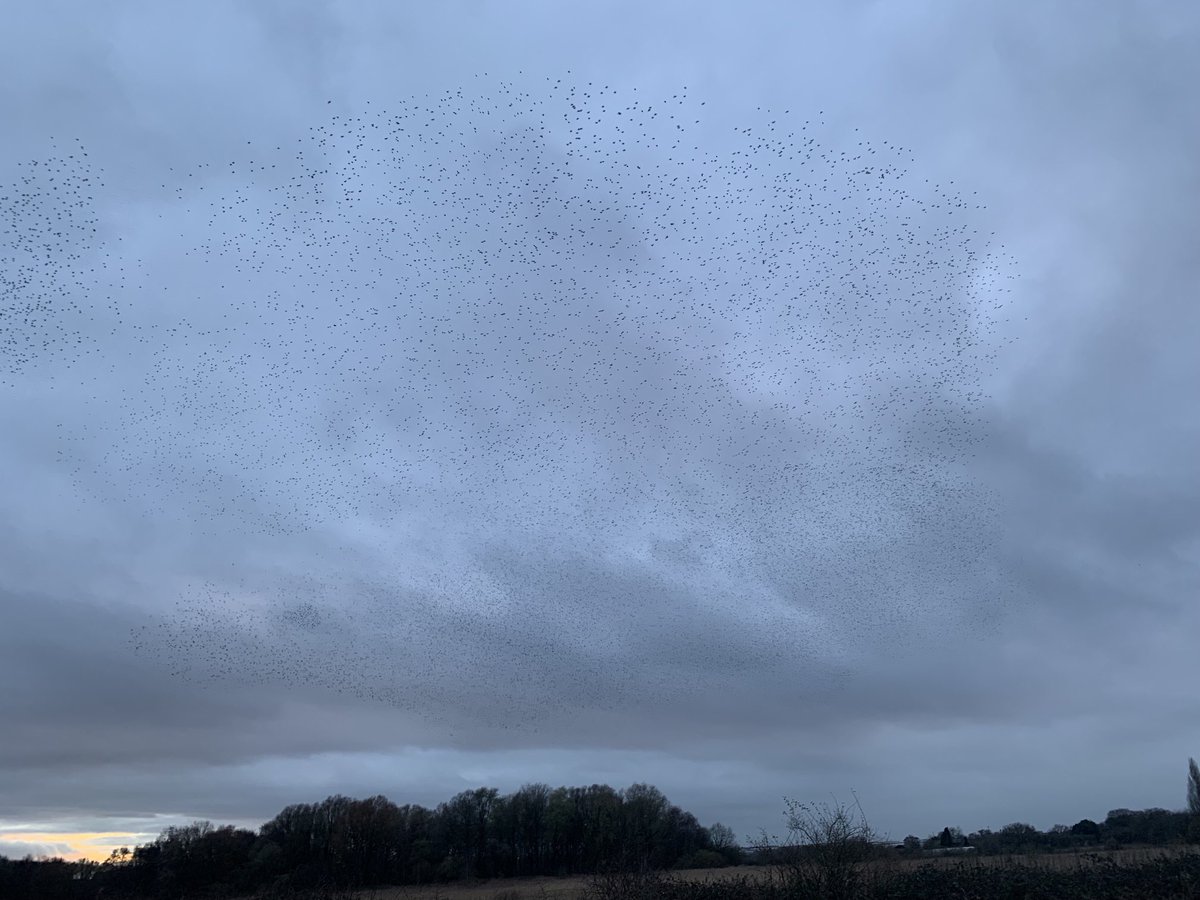 PereginKeith's tweet photo. Just amazing. ⁦@WKWT⁩ They just kept arriving. #Murmaration https://t.co/h1fjivgw6e