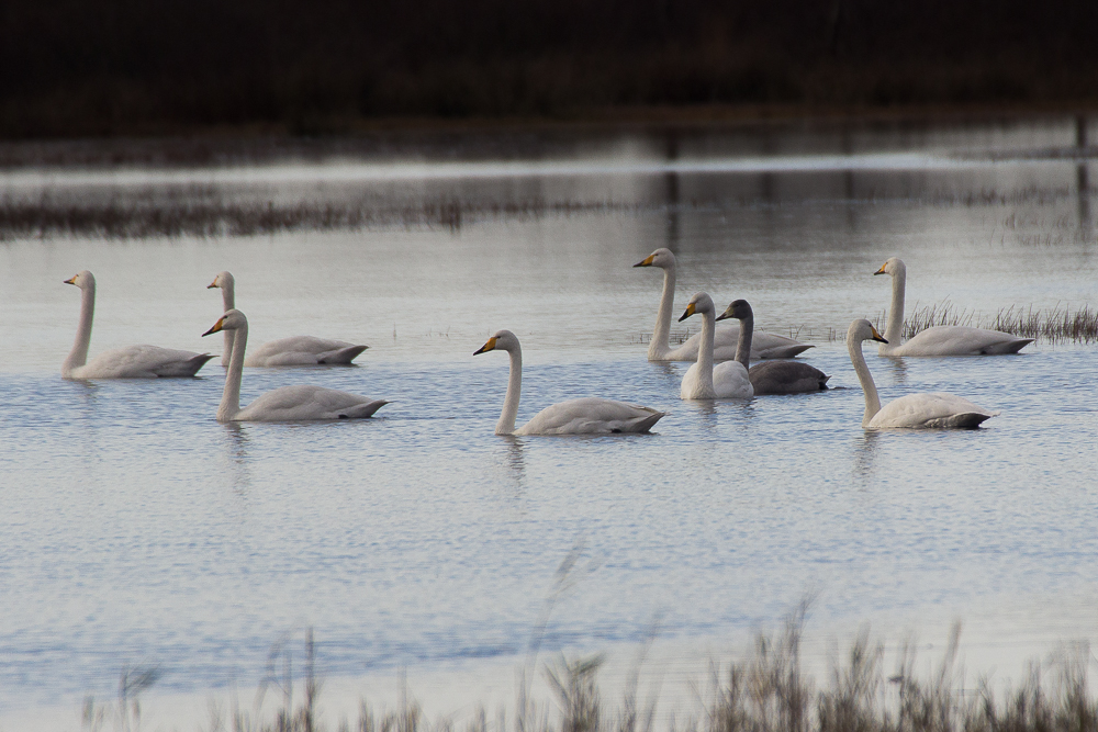 Een groepje #WildeZwanen in het <a href="/drentslandschap/">Het Drentse Landschap</a>..
Hartsikke mooi!

<a href="/vogelnieuws/">Vogelbescherming NL</a> <a href="/N2000drenthe/">Natura 2000 Drenthe</a> #MiddenDrenthe