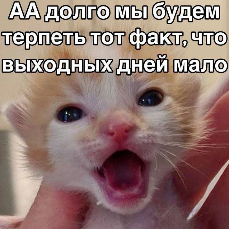 cats, i love cats tweet media