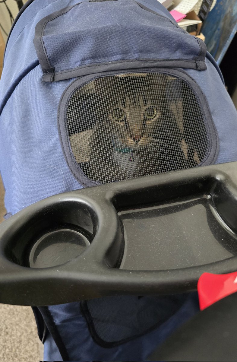 DecryptingKhaos's tweet photo. 😺😺😺

It's a great day to take a walk❗️

Oni was ready and waiting in his #CatStroller #HappyCaturday 😽 https://t.co/gCaAqvAEOI