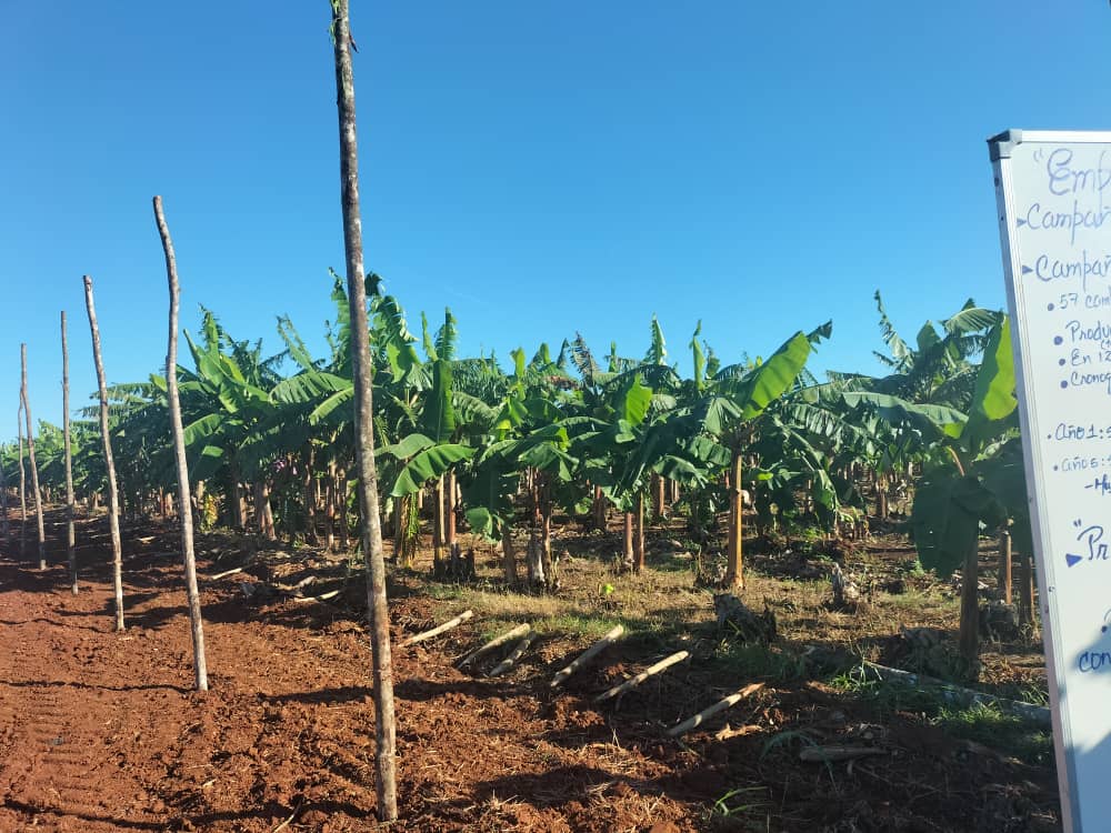 Como parte del recorrido por el matancero #PedroBetancourt conocimos de la estrategia para impulsar el programa tabacalero en el municipio. Este plan prevé el incremento de las áreas cultivables y la apertura de una fábrica para su procesamiento. #UnidosXCuba