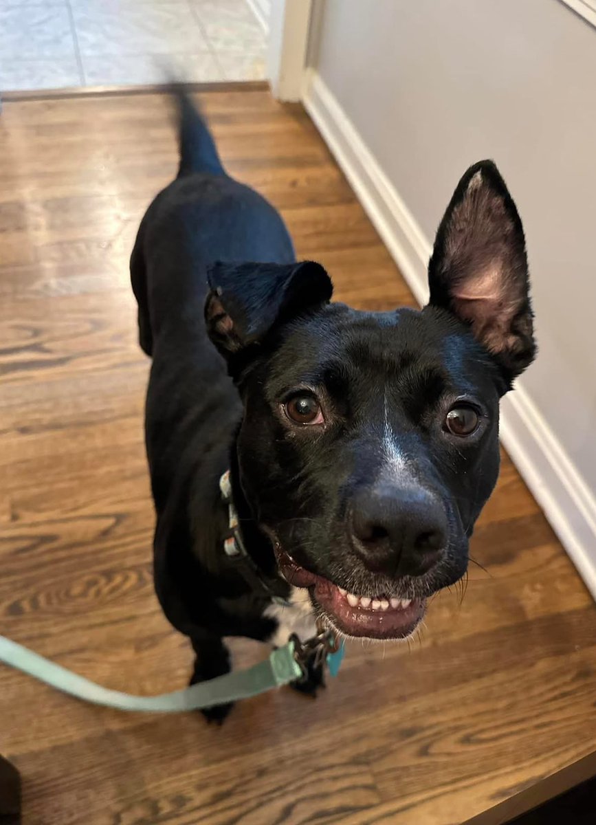 City Dogs Cleveland tweet media