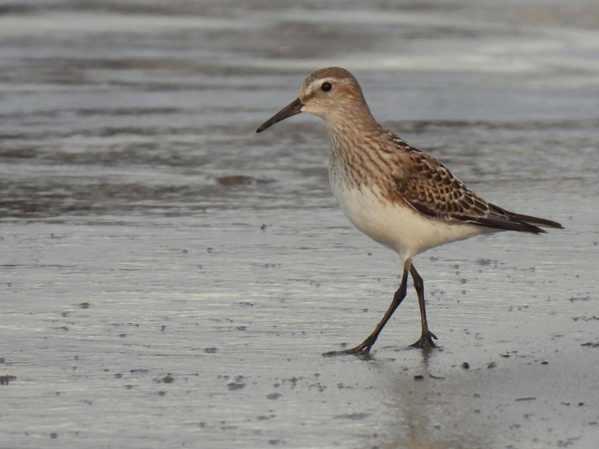 KGbirder (@kgbirder) on Twitter photo There will be better to come I'm sure given how well the White-rumped Sandpiper showed at White Sands this afternoon. Earlier, 1 Little Auk, 1 Black-throated Diver, 2 Great Northerns and 2 Red-necked Grebes off Scoughall with <a href="/colindavison62/">colin davison</a> . <a href="/birdinglothian/">Birding Lothian</a> There will be better to come I'm sure given how well the White-rumped Sandpiper showed at White Sands this afternoon. Earlier, 1 Little Auk, 1 Black-throated Diver, 2 Great Northerns and 2 Red-necked Grebes off Scoughall with <a href="/colindavison62/">colin davison</a> . <a href="/birdinglothian/">Birding Lothian</a>
