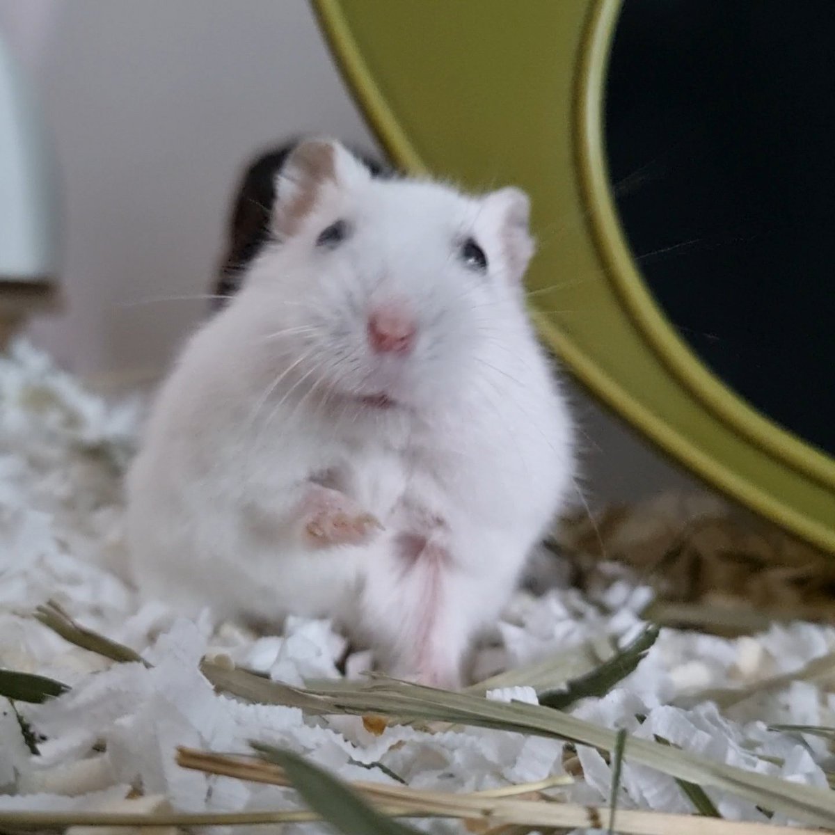 💫옹심이💫 tweet media