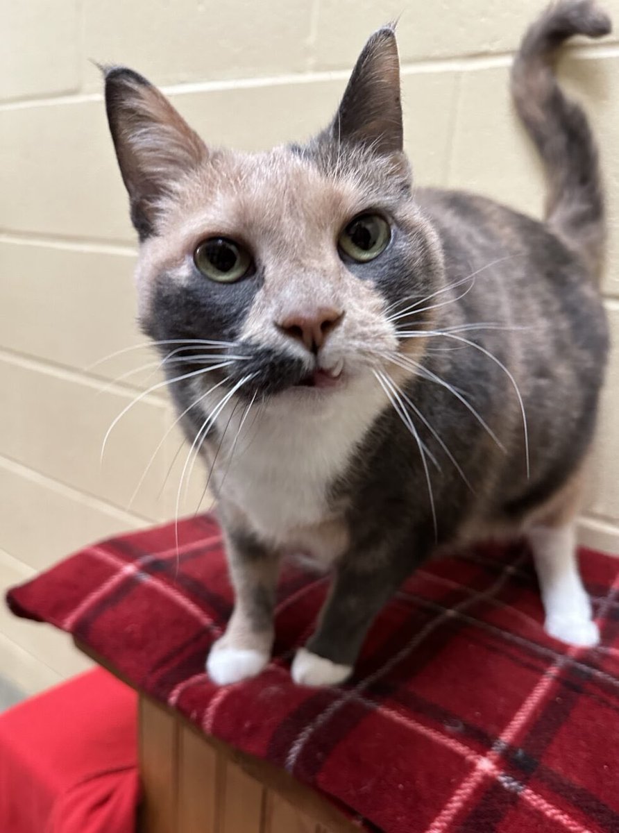 lucymackenziehs's tweet photo. Happy Caturday courtesy of this cutie-pie, Belli, a 7-year-old sweetheart who is ready to start the next chapter of her life! Stop by to meet her and all our adoptables today, 12-4PM, or give us a call to learn more!
#caturday #adopt #shelterlove https://t.co/bFXfaCn8pu
