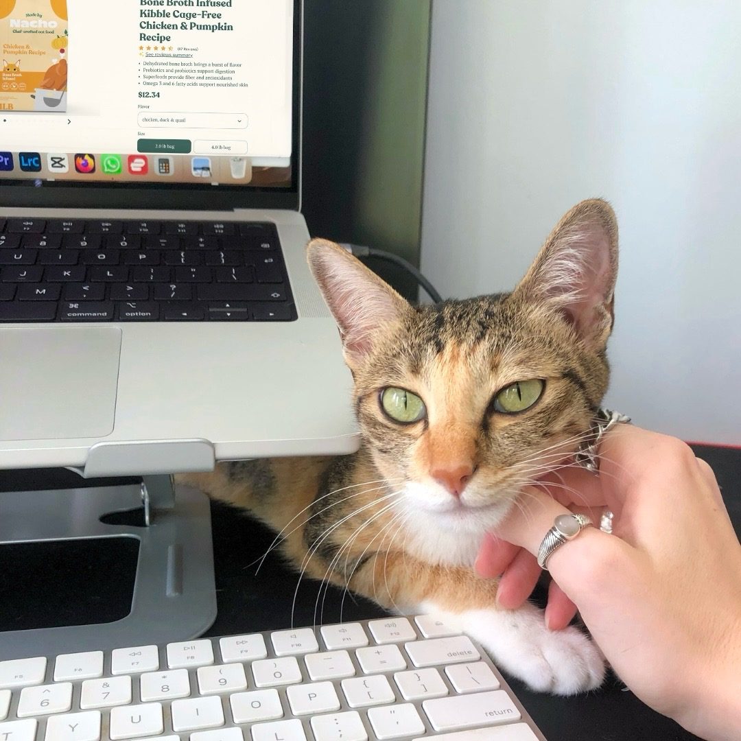 madebynachoflay's tweet photo. That moment when your human is giving you scratchies aaaand ordering your favorite recipes... does it get any better than this? 🥰

Shop 30% off everything on https://t.co/mLDDpj1NJ9. https://t.co/I5OeBODNVe