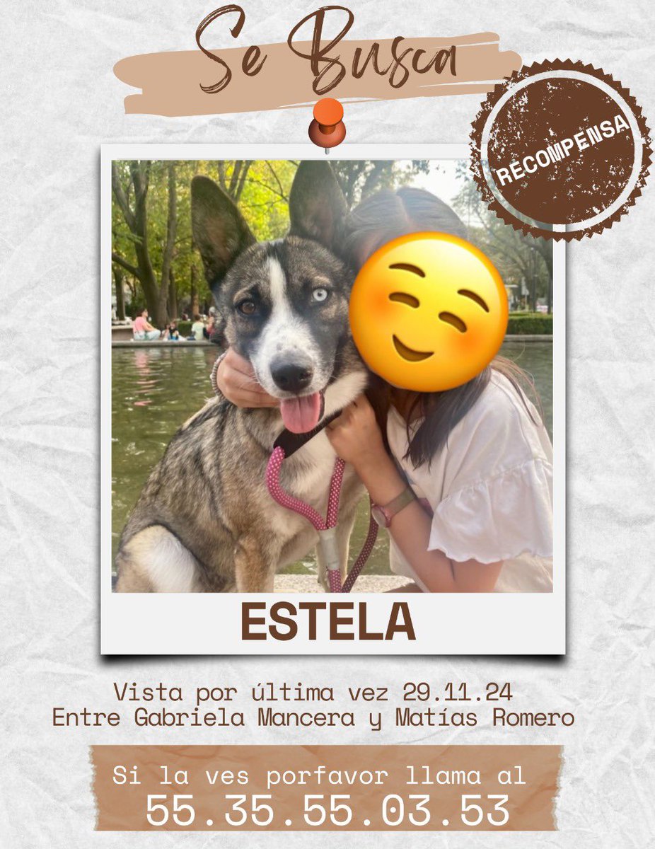 jimehe's tweet photo. Por favor ayúdanos a encontrar a Estela 
#coloniadelvalle #perroperdido #recompensa https://t.co/l36DIhMkVo