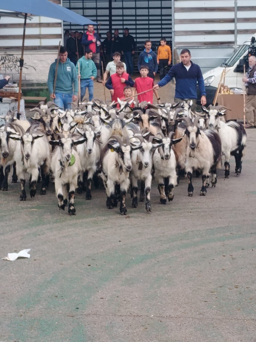 MRuralAsturias's tweet photo. 🐐🐑 Está mañana en Soto de Agües, en #Sobrescobio, la DG de Ganadería y Sanidad Agraria, Rocío Huerta, asistió al 3° concurso de cabras y exposición de ovejas Carranzana y Latxa, organizada por #ASCAN, con casi mil ejemplares participantes. 

@GobAsturias https://t.co/qtvvAhjRan