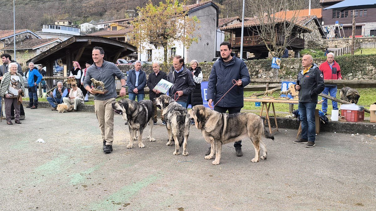 MRuralAsturias's tweet photo. 🐐🐑 Está mañana en Soto de Agües, en #Sobrescobio, la DG de Ganadería y Sanidad Agraria, Rocío Huerta, asistió al 3° concurso de cabras y exposición de ovejas Carranzana y Latxa, organizada por #ASCAN, con casi mil ejemplares participantes. 

@GobAsturias https://t.co/qtvvAhjRan