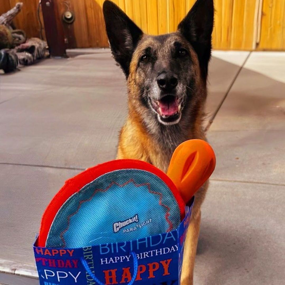 DenverSheriff's tweet image. Look who just turned 9!! Happy birthday, Koda! #SaturdaySparkOfJoy #DSDEst1902 #WorkingDogsOfTwitter
