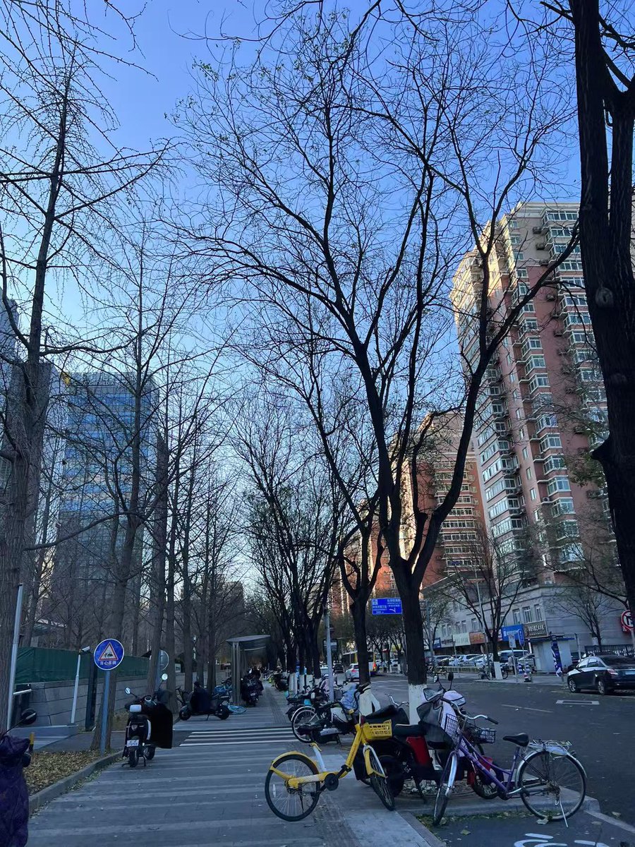 这些树好像穿了好几年毛衣了，真是知冷知热呢