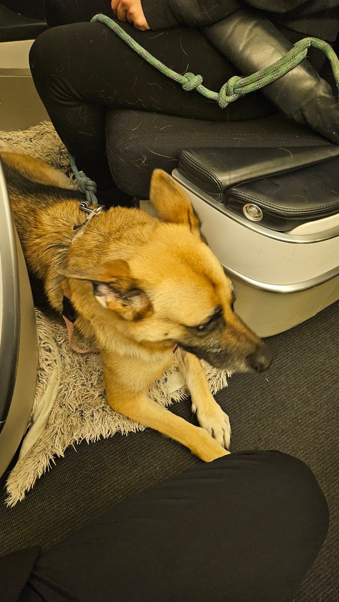 Best passenger today on my JFK-CDG flight, she was adorably cute but her farts were deadly 

(Yes she's in business)