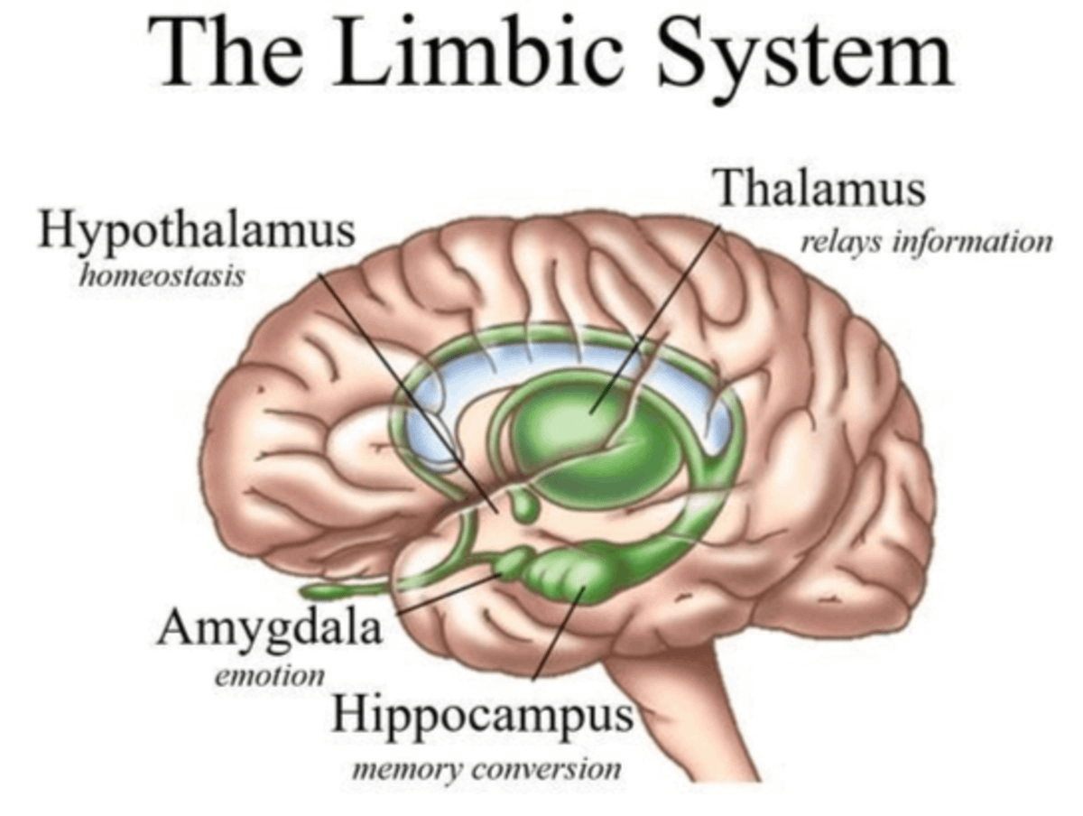 Somatic therapy targets the limbic system—the emotional center of your brain that drives habitual stress responses.

By promoting neuroplasticity, it rewires the brain's response to stress and anxiety: