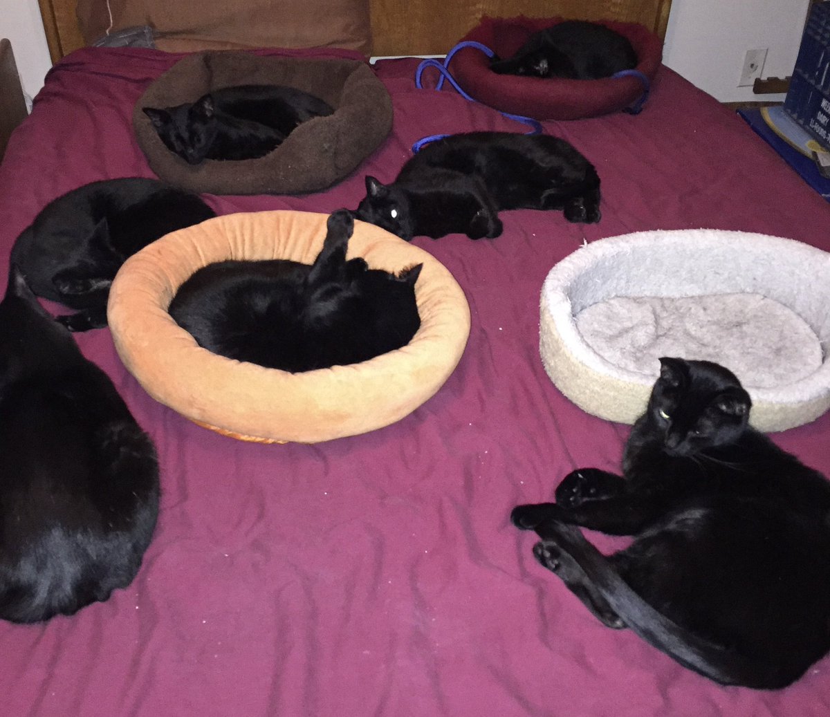 <a href="/Number10cat/">Larry the Cat</a> <a href="/themayhew/">Mayhew 🐶🐱</a> CHALLENGE ACCEPTED‼️

#BlackCatFriday #BlackCatsRule