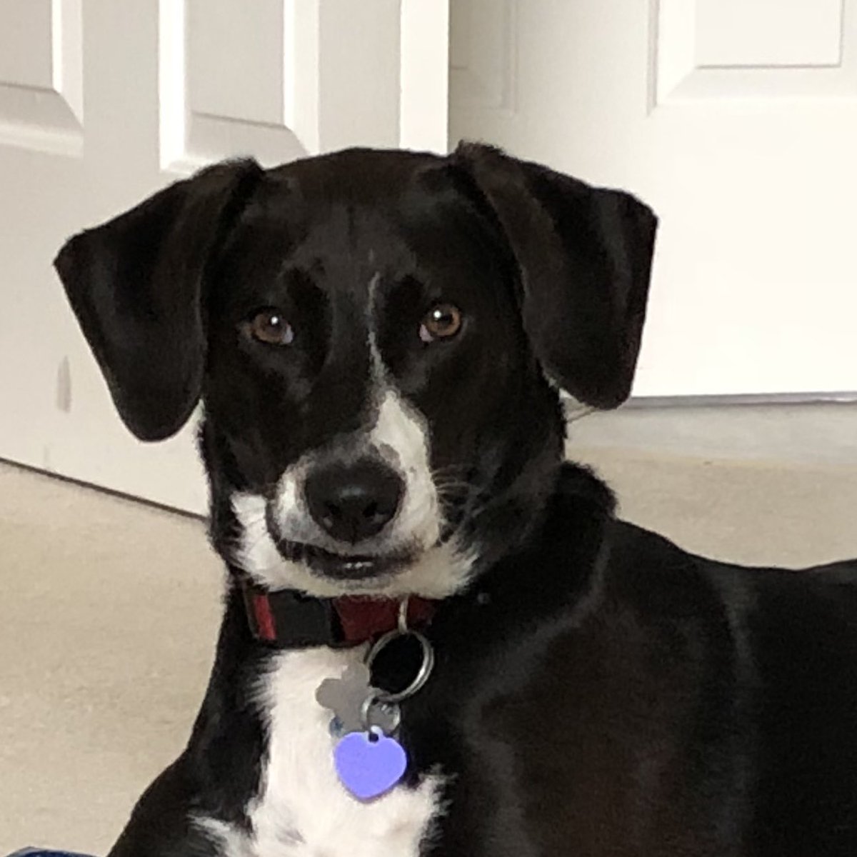 Happy 9th Birthday to my buddy, Dallas!