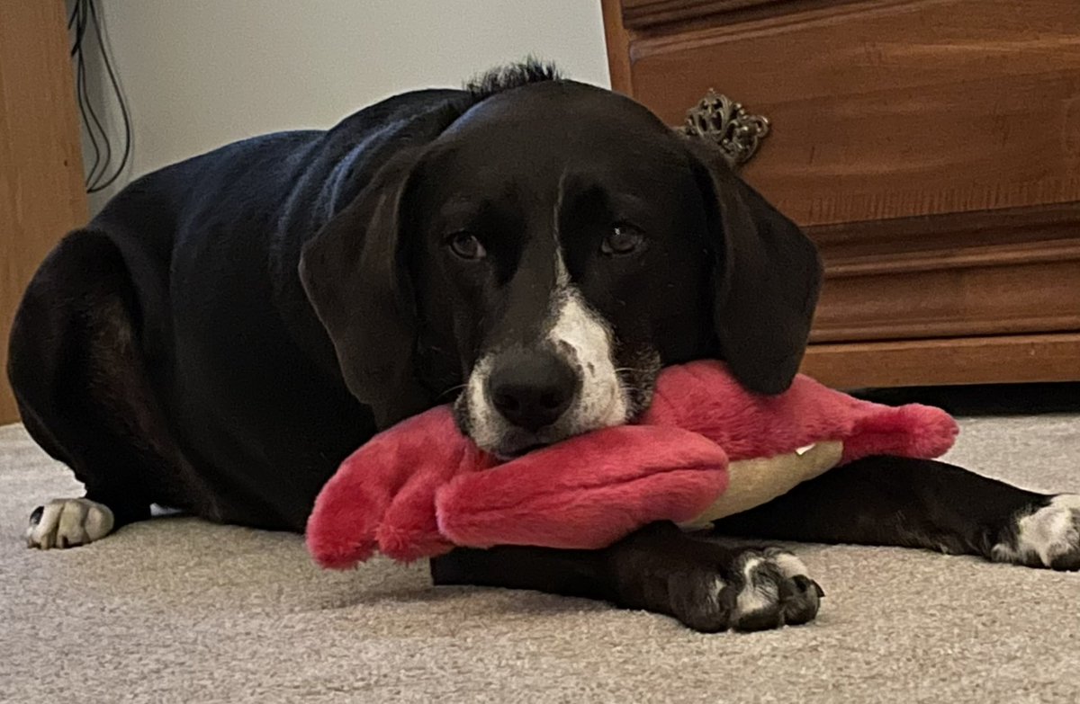 SHS Hoops tweet media