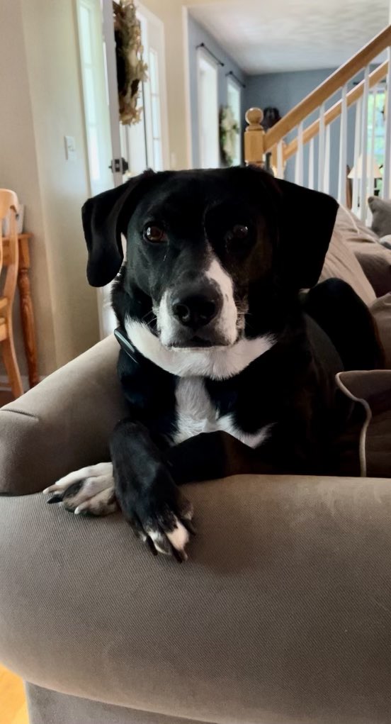 SHS Hoops tweet media