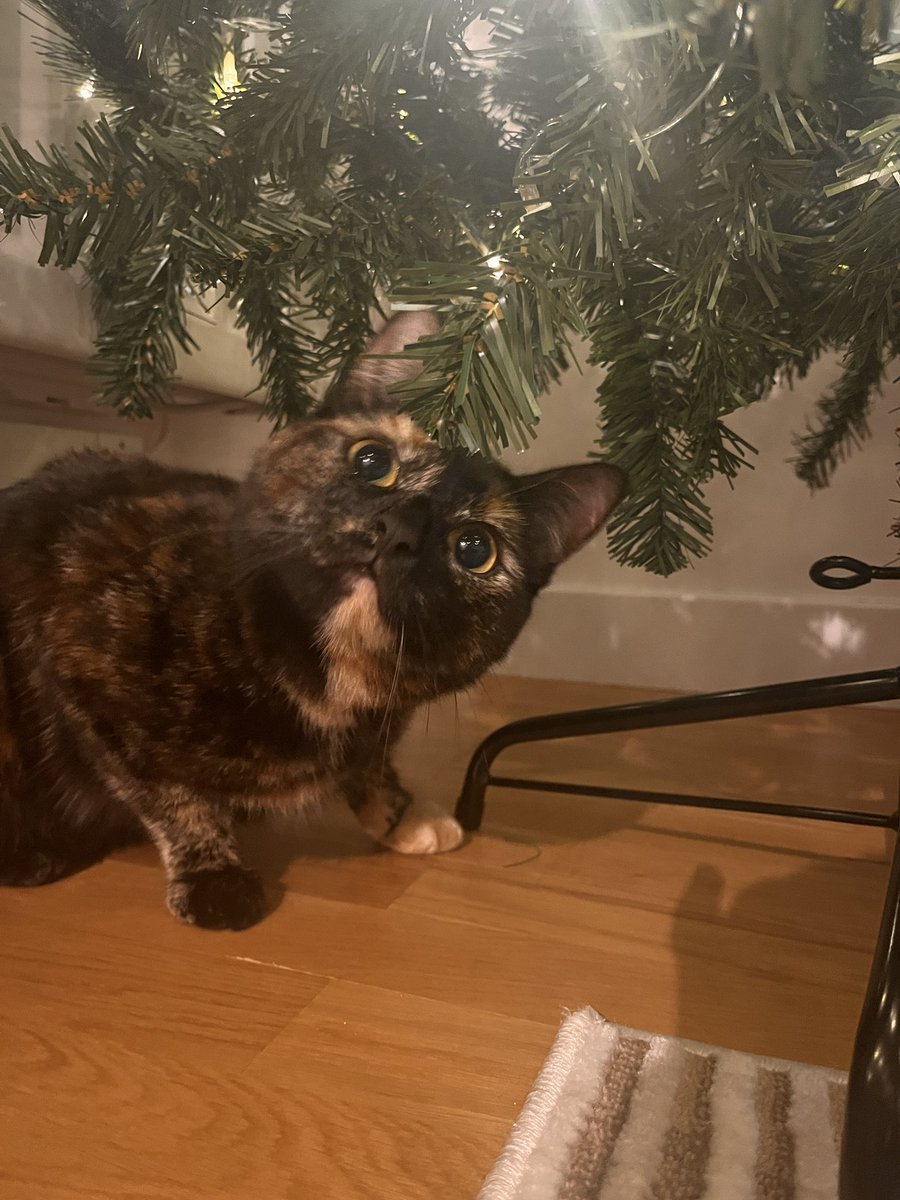 This tree will last no more than 6 hours ✨